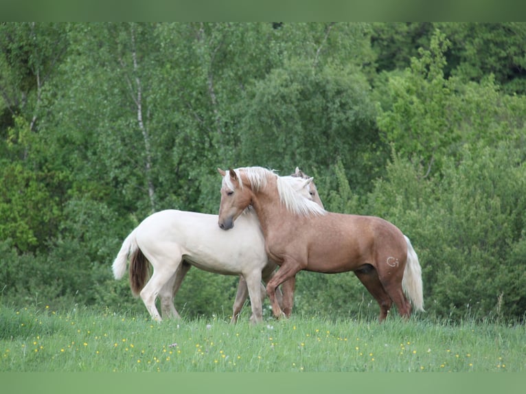 PRE Mix Hengst 3 Jahre 161 cm Palomino in Kirn