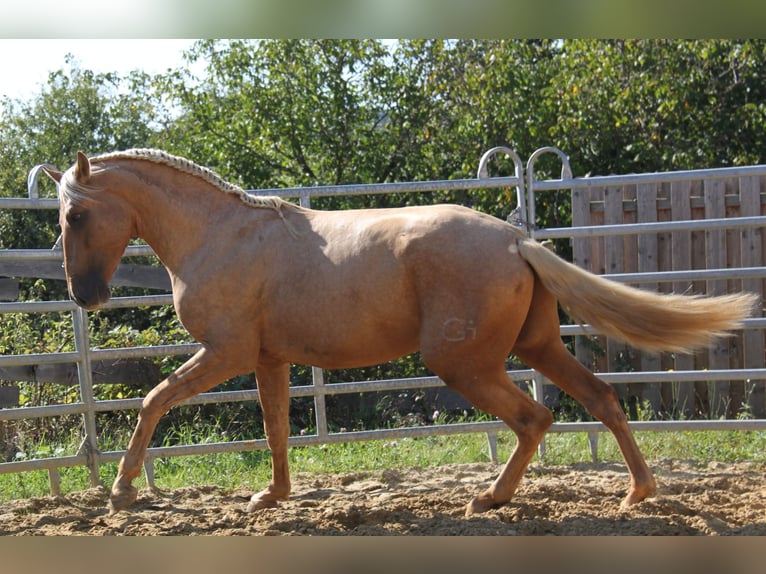 PRE Hengst 3 Jahre 161 cm Palomino in Kirn