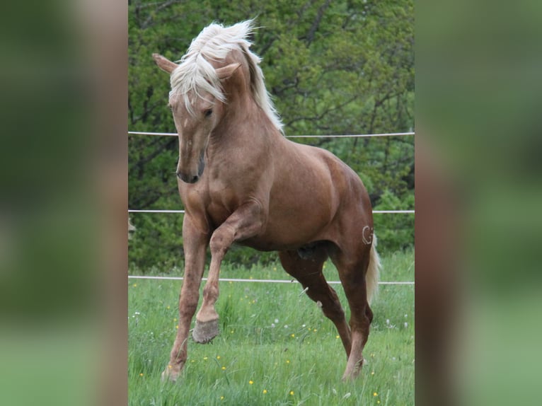 PRE Mix Hengst 3 Jahre 161 cm Palomino in Kirn