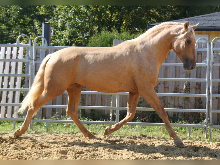 PRE Hengst 3 Jahre 161 cm Palomino in Kirn
