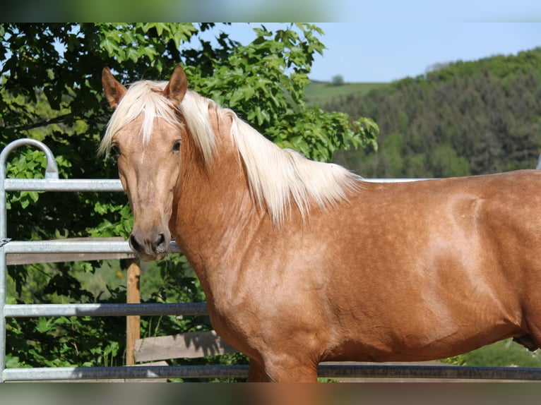 PRE Mix Hengst 3 Jahre 161 cm Palomino in Kirn