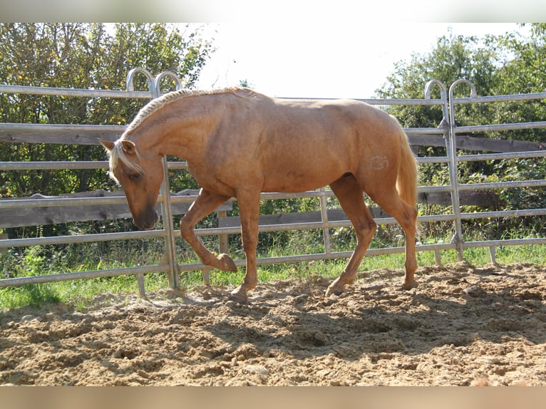 PRE Hengst 3 Jahre 161 cm Palomino in Kirn
