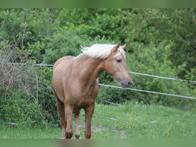 PRE Mix Hengst 3 Jahre 161 cm Palomino in Kirn