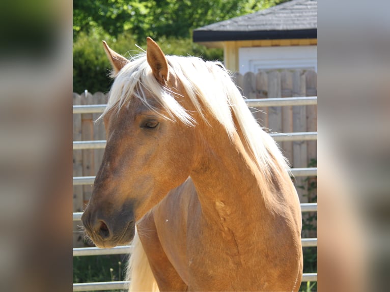 PRE Mix Hengst 3 Jahre 161 cm Palomino in Kirn