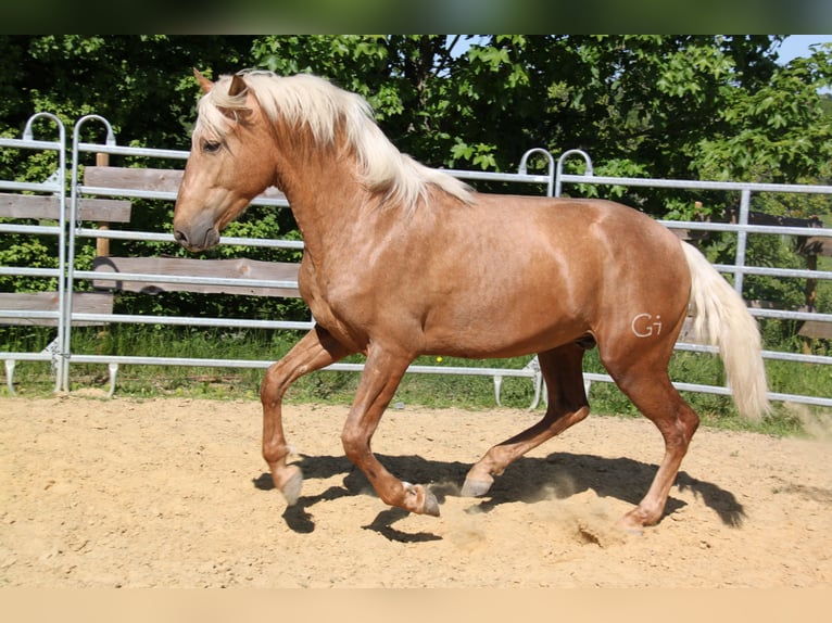 PRE Mix Hengst 3 Jahre 161 cm Palomino in Kirn