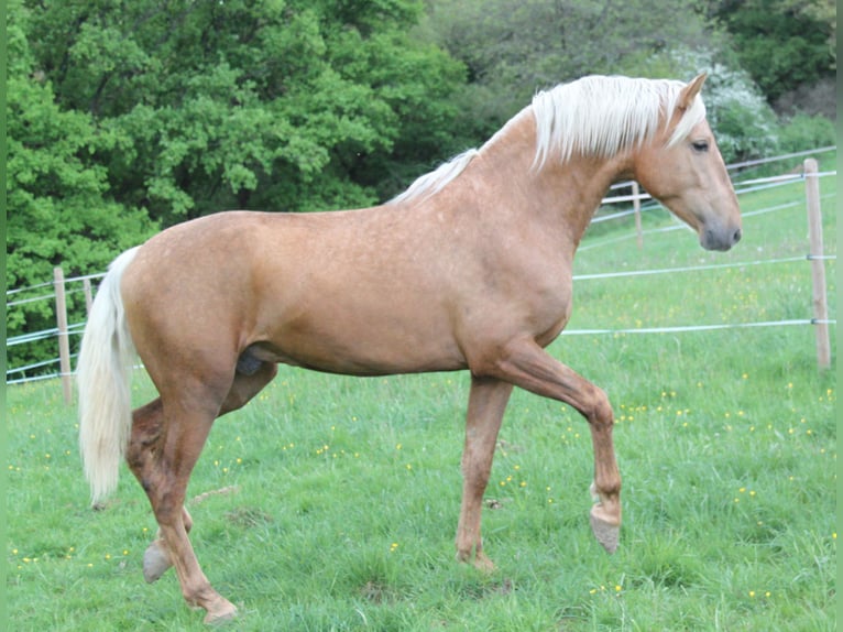 PRE Mix Hengst 3 Jahre 161 cm Palomino in Kirn