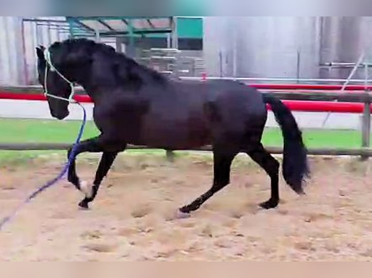 PRE Mix Hengst 3 Jahre 161 cm Rappe in Sanlucar