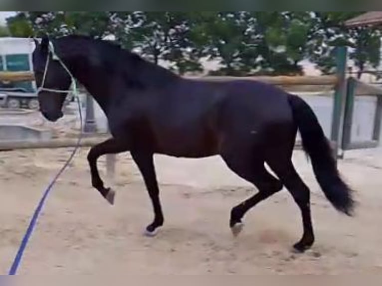 PRE Mix Hengst 3 Jahre 161 cm Rappe in Sanlucar