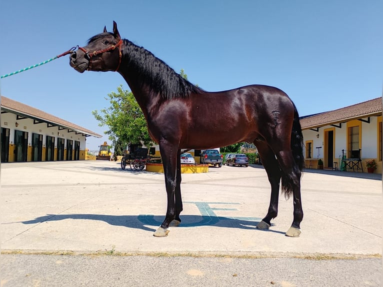 PRE Mix Hengst 3 Jahre 161 cm Rappe in Sanlucar