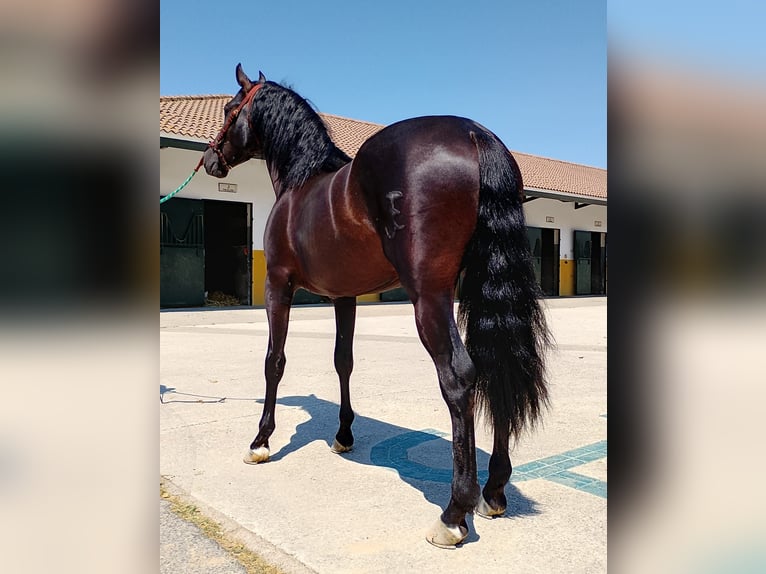 PRE Mix Hengst 3 Jahre 161 cm Rappe in Sanlucar