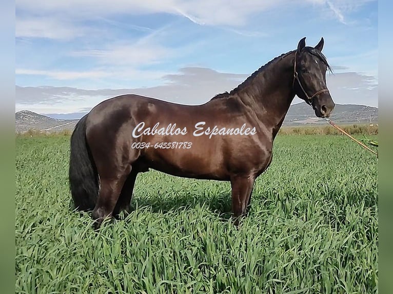 PRE Hengst 3 Jahre 161 cm Rappe in Vejer de la Frontera