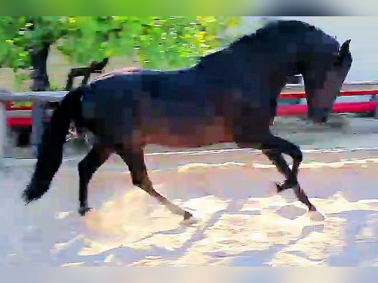 PRE Mix Hengst 3 Jahre 161 cm Rappe in Sanlucar