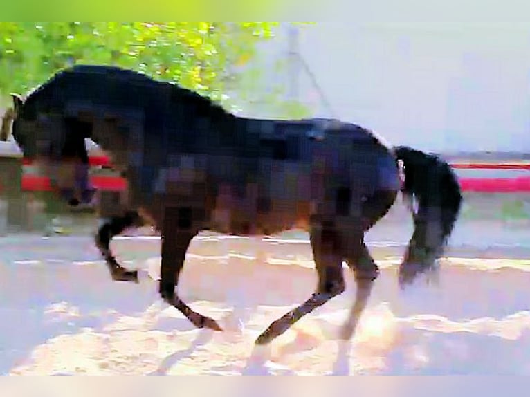 PRE Mix Hengst 3 Jahre 161 cm Rappe in Sanlucar