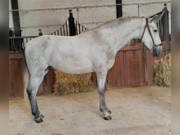 PRE Mix Hengst 3 Jahre 161 cm Schimmel in Malaga