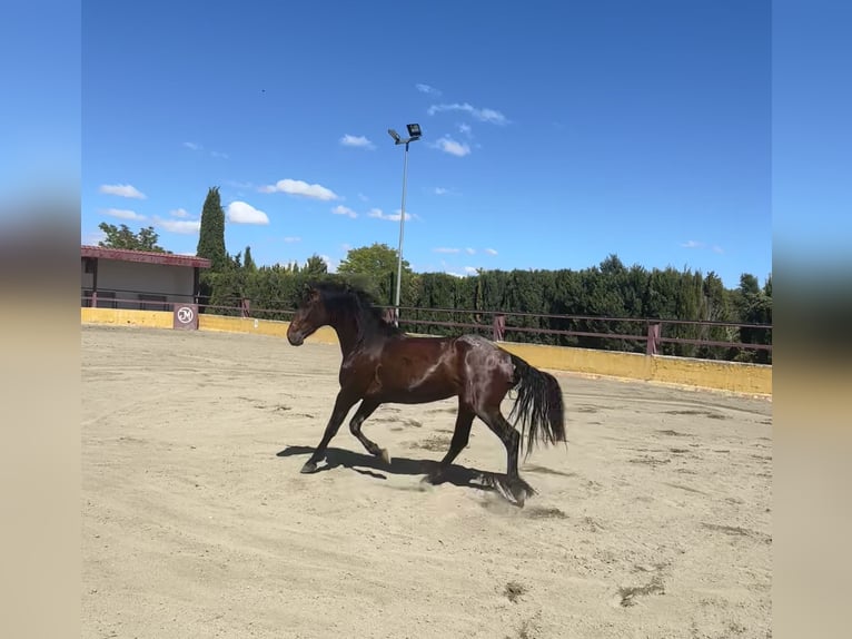 PRE Mix Hengst 3 Jahre 162 cm Brauner in Albacete