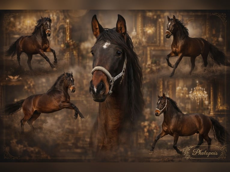PRE Mix Hengst 3 Jahre 162 cm Brauner in Brandis