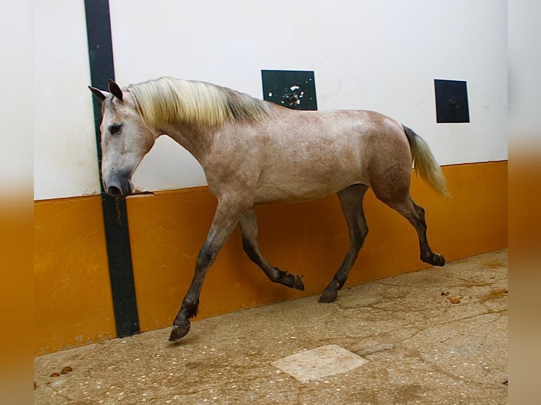 PRE Hengst 3 Jahre 162 cm Braunfalbschimmel in Vejer de la Frontera