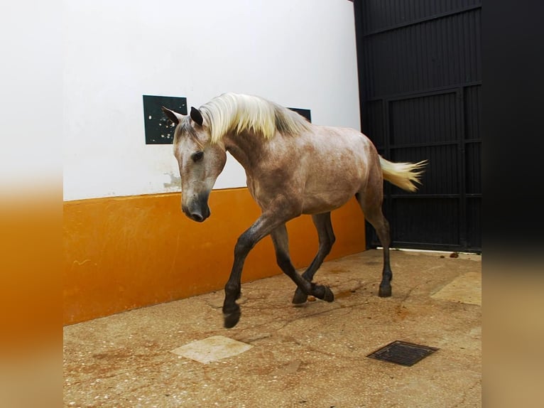 PRE Hengst 3 Jahre 162 cm Braunfalbschimmel in Vejer de la Frontera