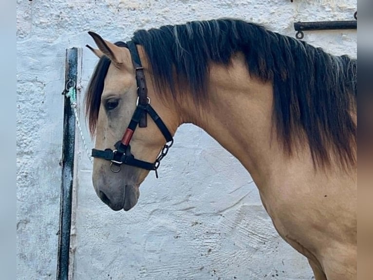PRE Hengst 3 Jahre 162 cm Buckskin in Galaroza (Huelva)