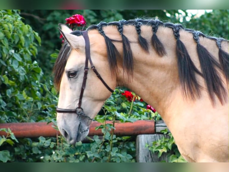 PRE Hengst 3 Jahre 162 cm Buckskin in Galaroza (Huelva)