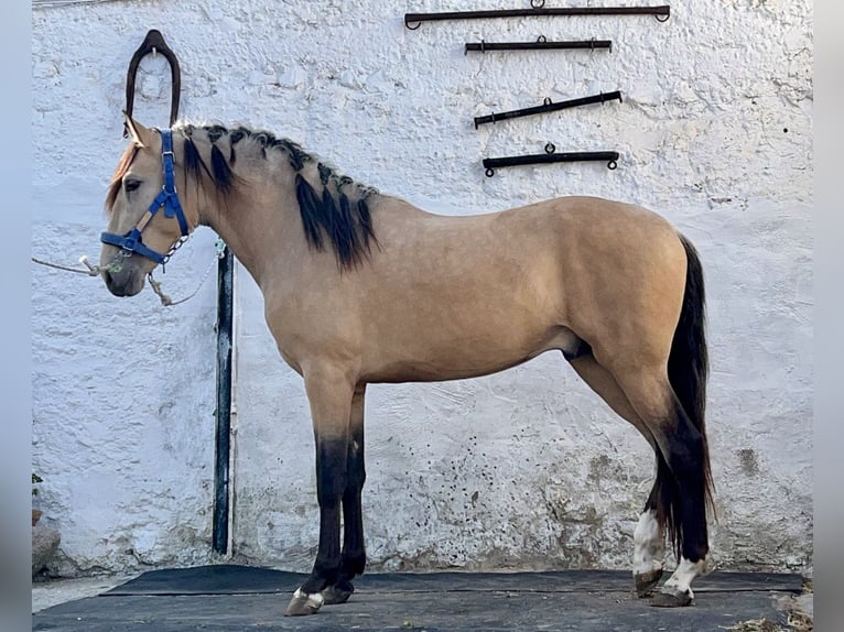PRE Hengst 3 Jahre 162 cm Buckskin in Galaroza (Huelva)