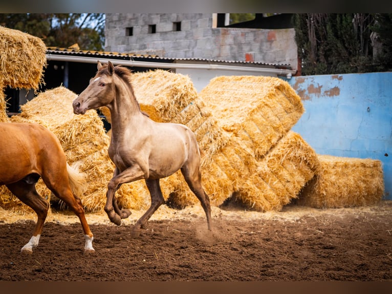 PRE Mix Hengst 3 Jahre 162 cm Champagne in Valencia