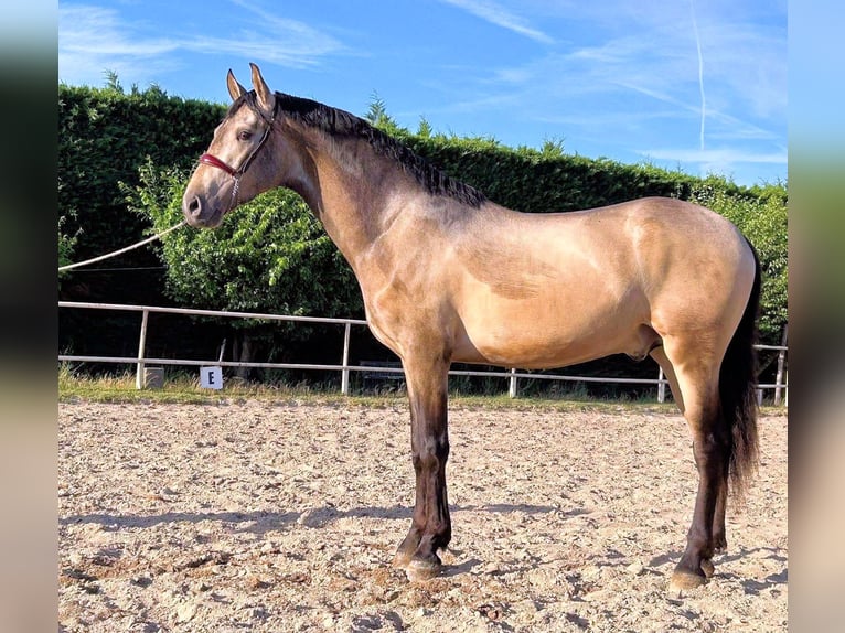 PRE Mix Hengst 3 Jahre 162 cm Falbe in Jerez