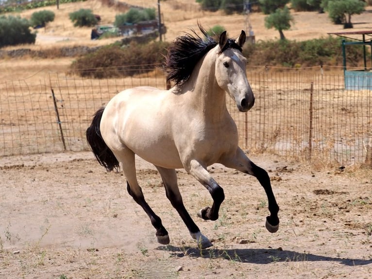 PRE Mix Hengst 3 Jahre 162 cm Falbe in Navas Del Madro&#xF1;o