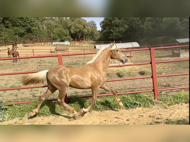 PRE Mix Hengst 3 Jahre 162 cm Palomino in Galaroza (Huelva)