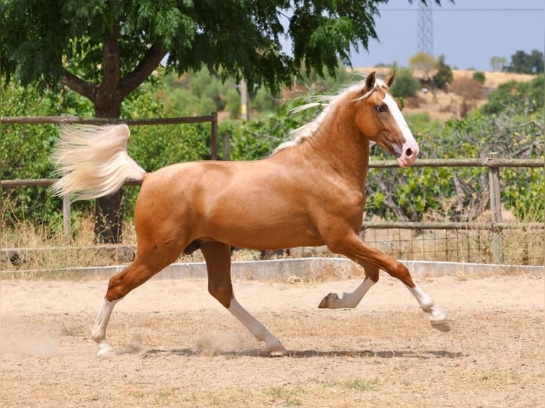 PRE Mix Hengst 3 Jahre 162 cm Palomino in Navas Del Madroño