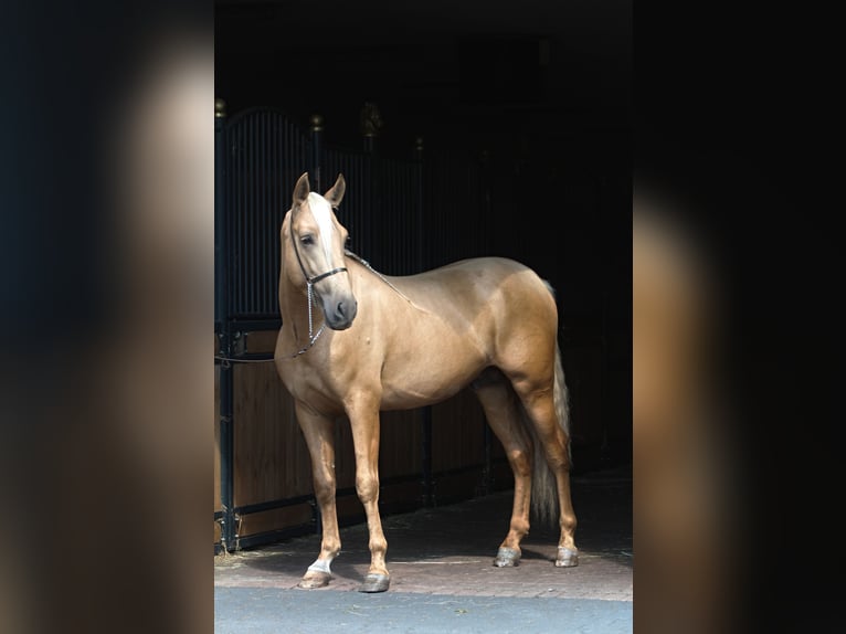 PRE Mix Hengst 3 Jahre 162 cm Palomino in Santok