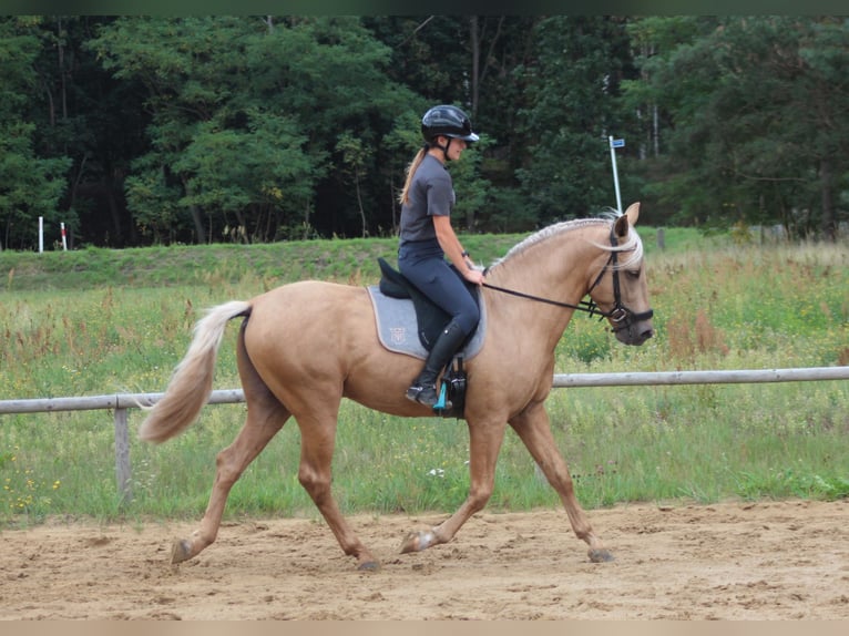 PRE Mix Hengst 3 Jahre 162 cm Palomino in Santok