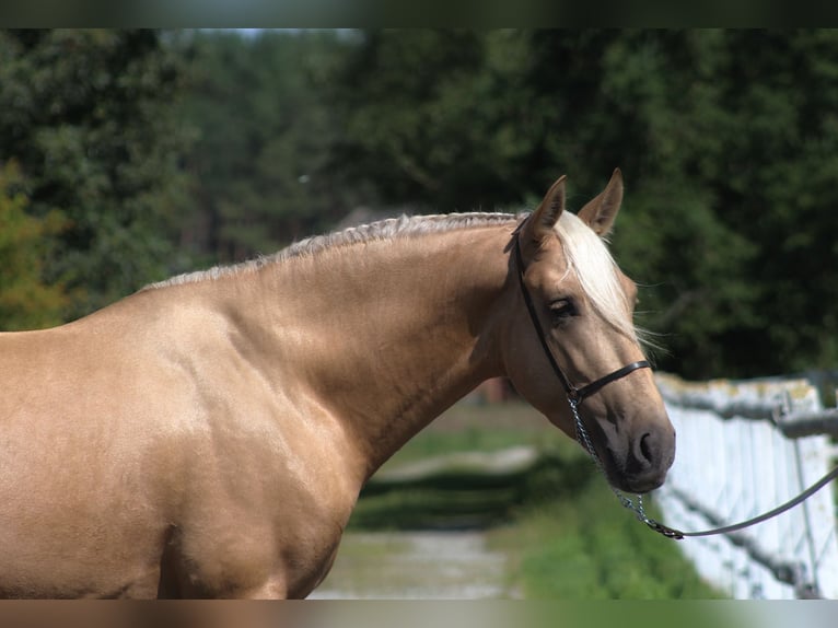 PRE Mix Hengst 3 Jahre 162 cm Palomino in Santok