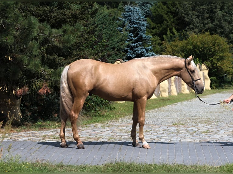 PRE Mix Hengst 3 Jahre 162 cm Palomino in Santok