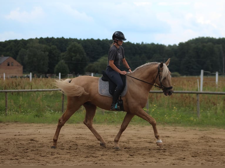 PRE Mix Hengst 3 Jahre 162 cm Palomino in Santok