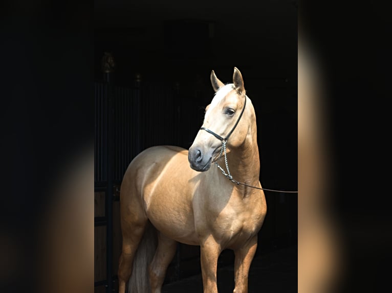 PRE Mix Hengst 3 Jahre 162 cm Palomino in Santok