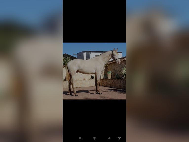 PRE Hengst 3 Jahre 162 cm Pearl in Murcia