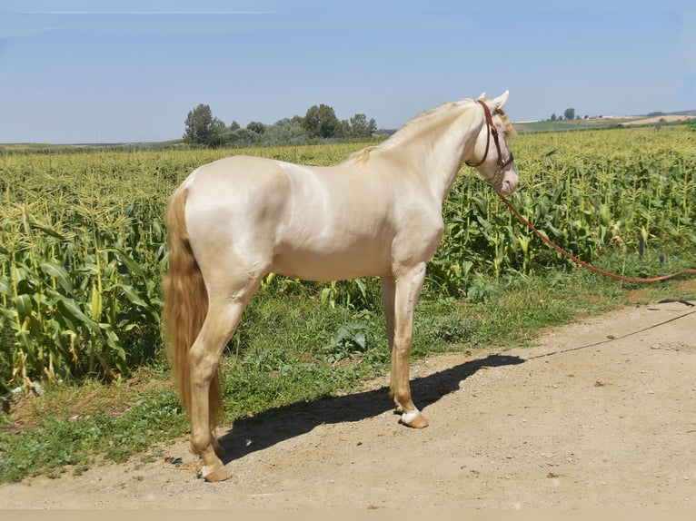 PRE Mix Hengst 3 Jahre 162 cm Perlino in Galaroza (Huelva)