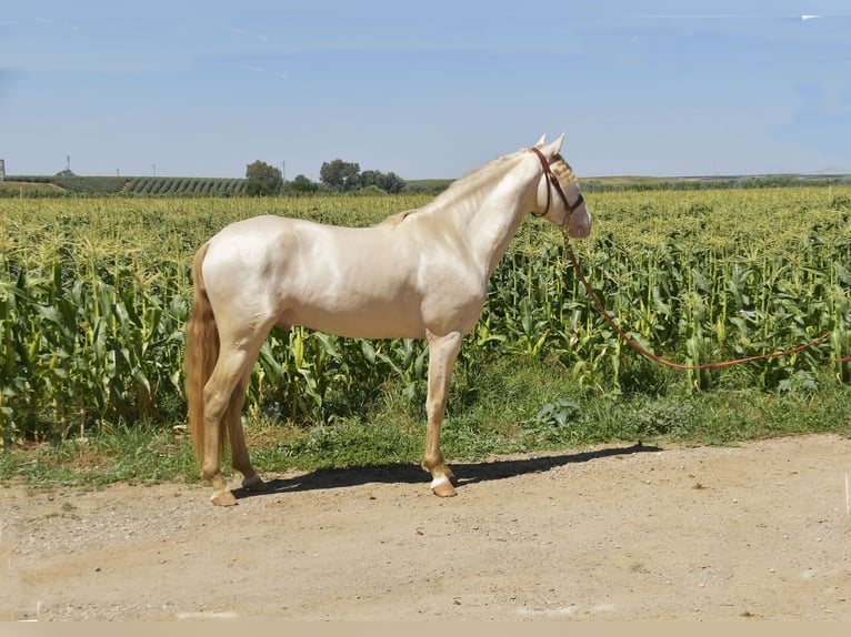 PRE Mix Hengst 3 Jahre 162 cm Perlino in Galaroza (Huelva)