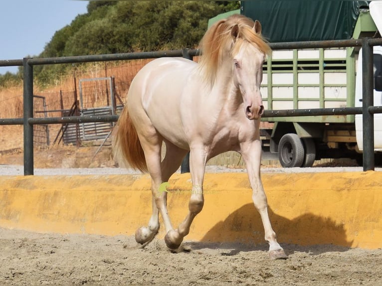 PRE Hengst 3 Jahre 162 cm Perlino in Povinz Malaga