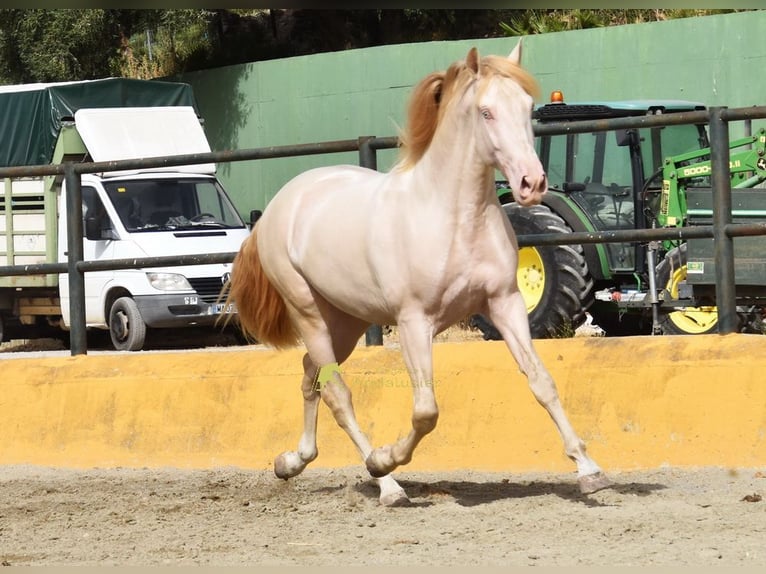 PRE Hengst 3 Jahre 162 cm Perlino in Povinz Malaga