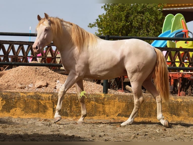 PRE Hengst 3 Jahre 162 cm Perlino in Povinz Malaga