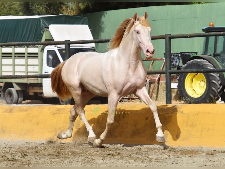 PRE Hengst 3 Jahre 162 cm Perlino in Povinz Malaga