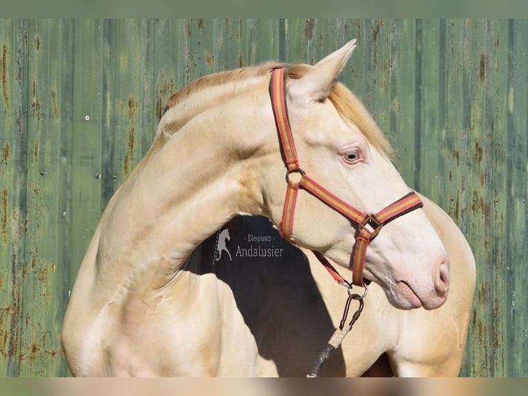 PRE Mix Hengst 3 Jahre 162 cm Perlino in Povinz Malaga