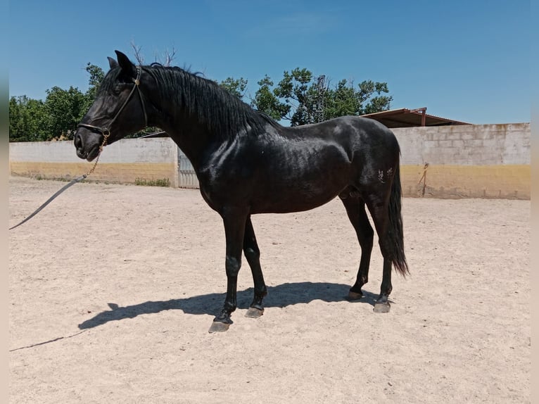 PRE Hengst 3 Jahre 162 cm Rappe in Navarra