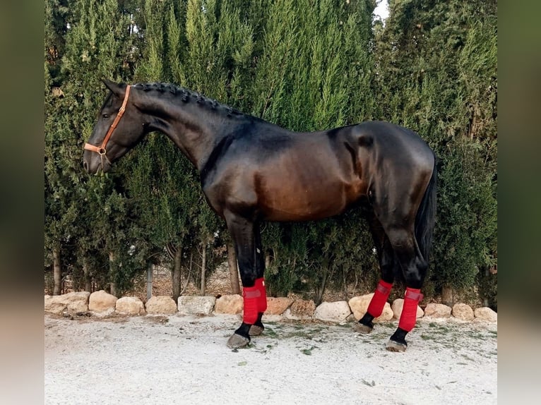 PRE Hengst 3 Jahre 162 cm Rappe in Sevilla