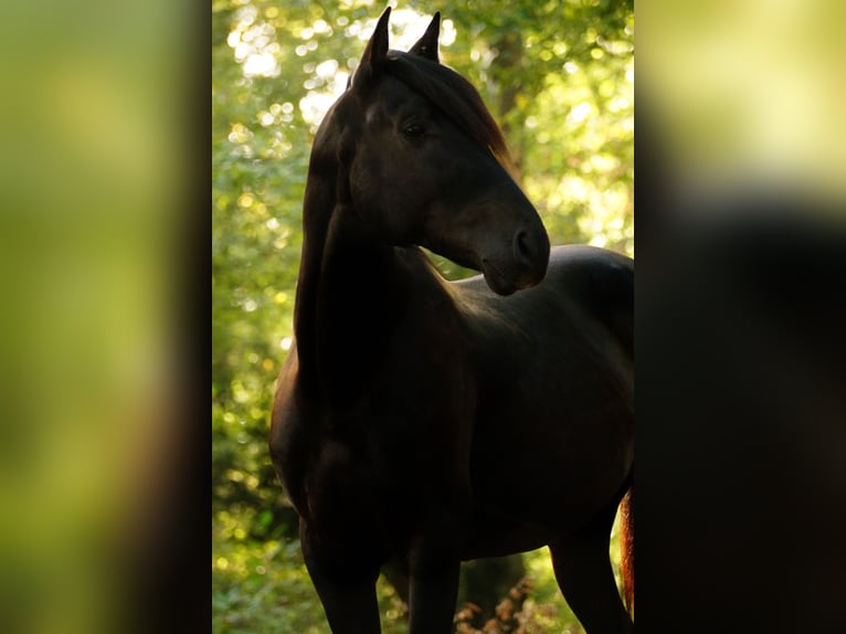 PRE Hengst 3 Jahre 162 cm Rappe in Markt Taschendorf