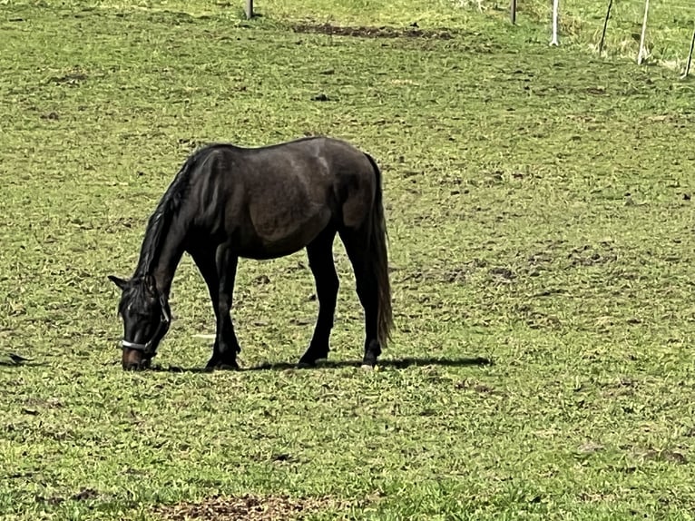 PRE Hengst 3 Jahre 162 cm Rappschimmel in Steinebach