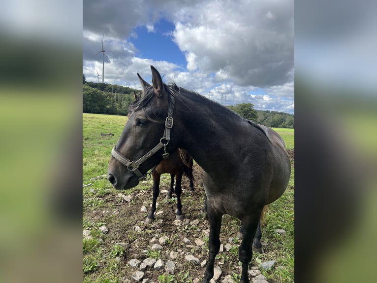 PRE Hengst 3 Jahre 162 cm Rappschimmel in Steinebach