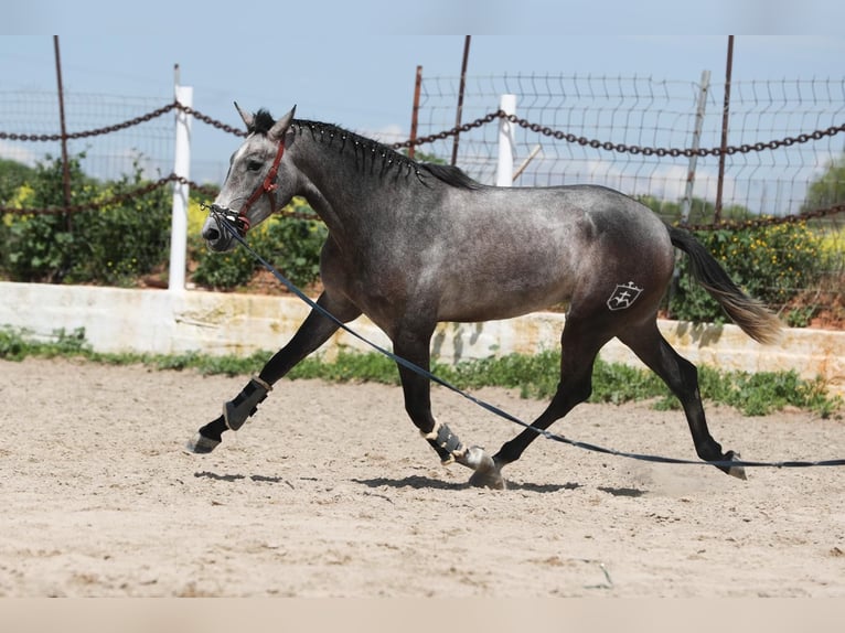 PRE Hengst 3 Jahre 162 cm Schimmel in Dos Hermanas
